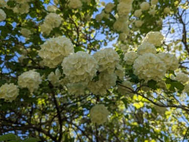 Холодный май и его влияние на красоту калины Бульденеж