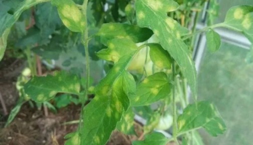 Как распознать и победить кладоспориоз томатов: секреты успешного урожая