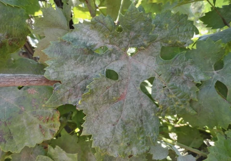 Как спасти виноград от оидиума в августе: секреты эффективной борьбы