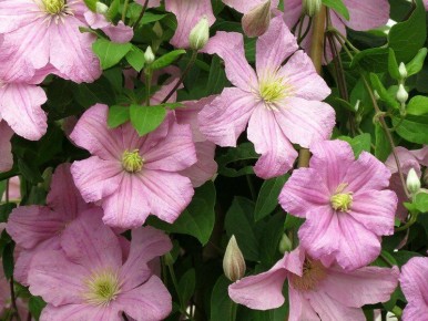 Клематисы для вашего сада: советы по выбору неприхотливых сортов