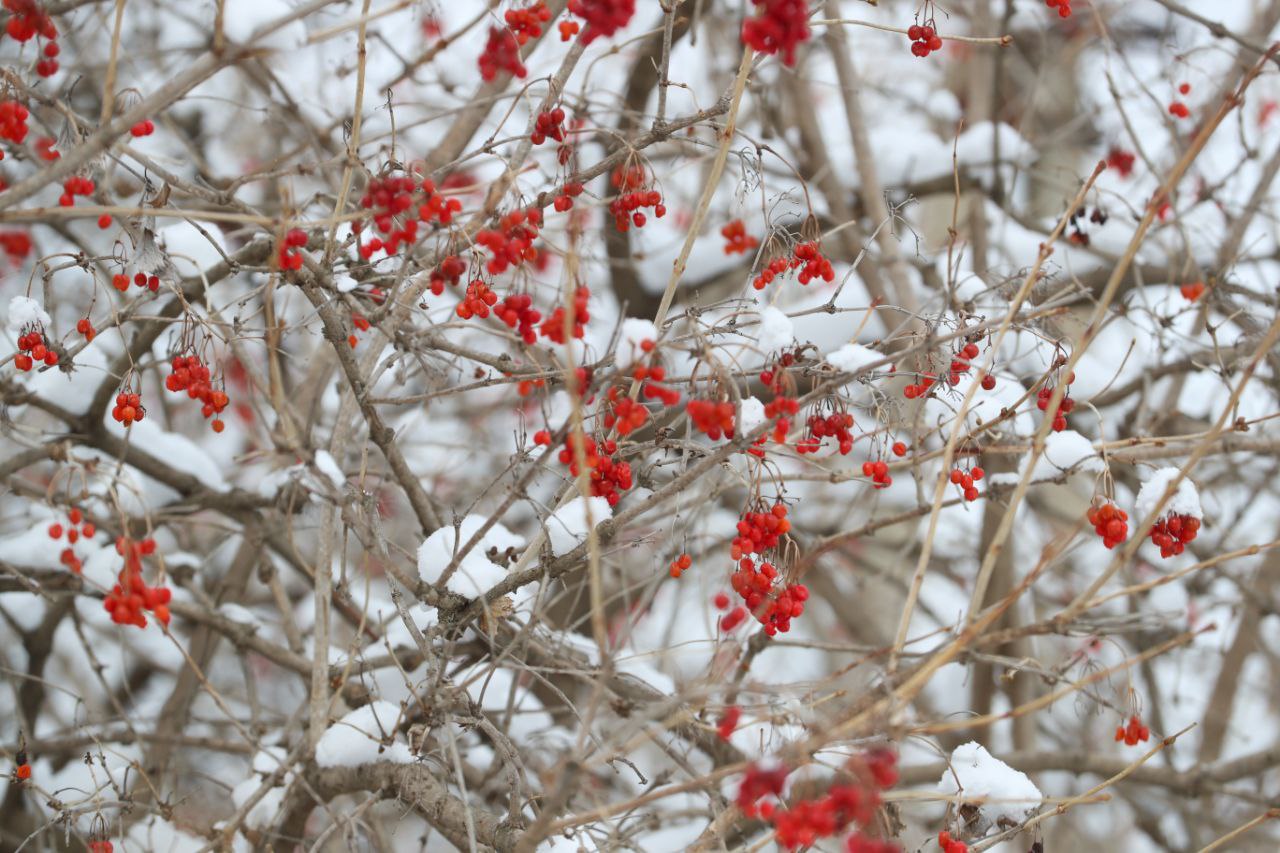 Зимние пейзажи Ингушетии. Подписывайтесь на нас в МАХ Зимние пейзажи Ингушетии. Подписывайтесь на нас в МАХ