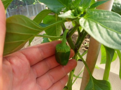 ������ ��� ����� ���������� ������: ������ ������ � ������� �������