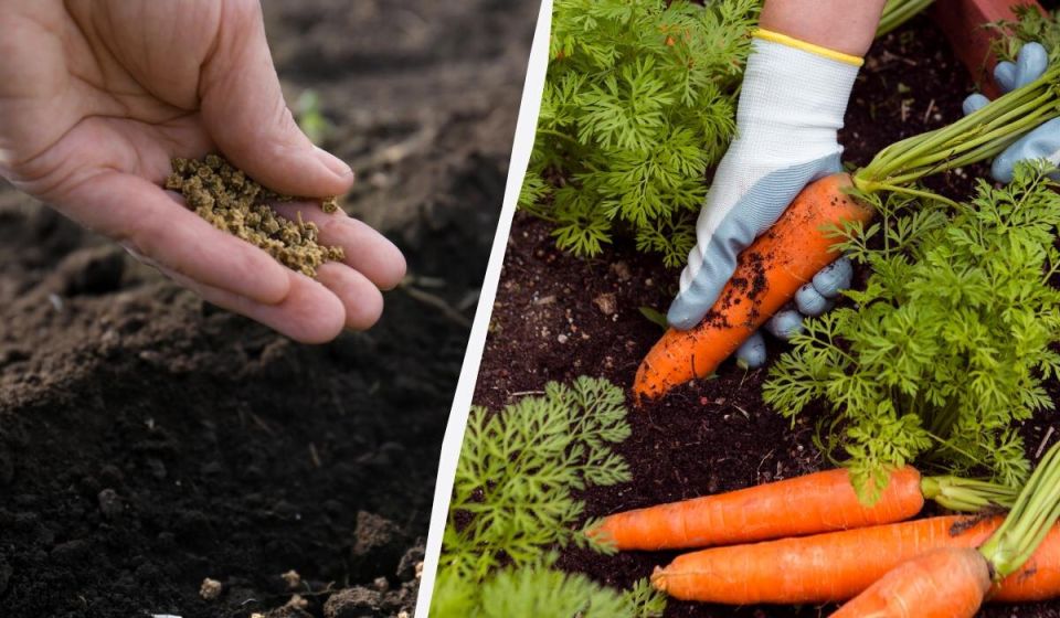 ��������� ������� ��� �������: ��� �������� � ����� ��� �������