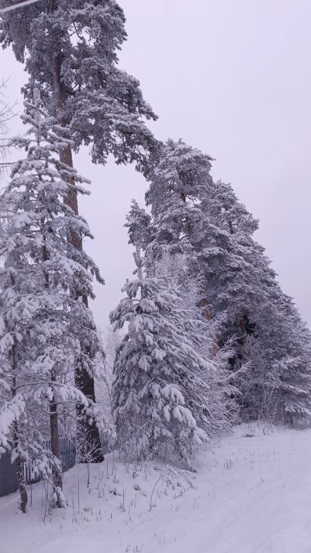 Тихий Новый год: как сохранить спокойствие в праздничную ночь