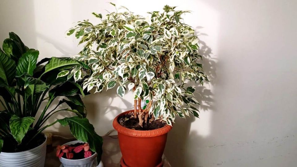 ��� ��������� ������������ �����: ������� ����� �� ������� ��������