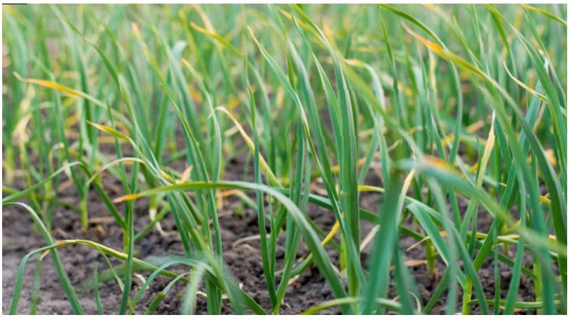 ������ ���� ���� � ������� ������� � �������� ����: ������ �� �������� ������