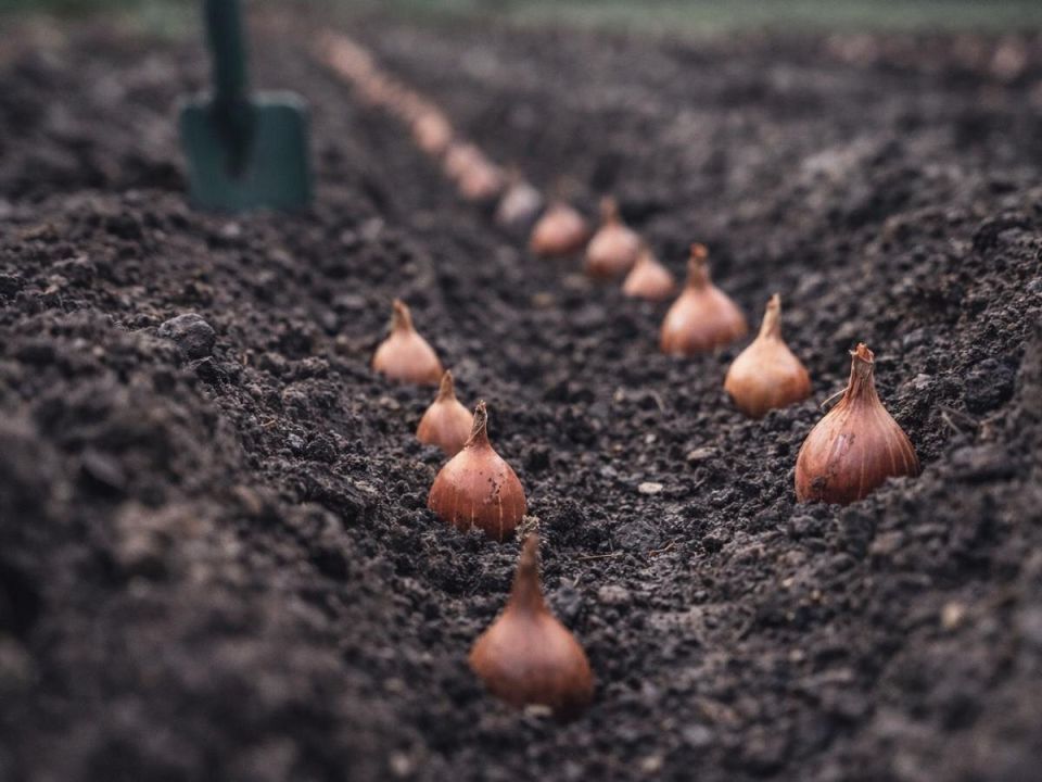 Ранняя посадка лука в холодную землю: секреты успешного урожая