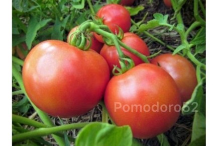 ���� ������� ���� ���: ����� ������� �����������