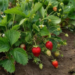 ������������� ������ ��������: ��� ��������� ����� ��� �����