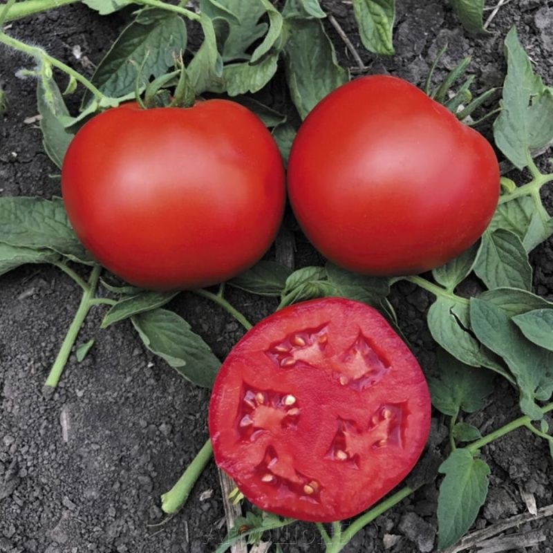 ������� ���������� �������: ��� ������� ��� ������ ���� � �������