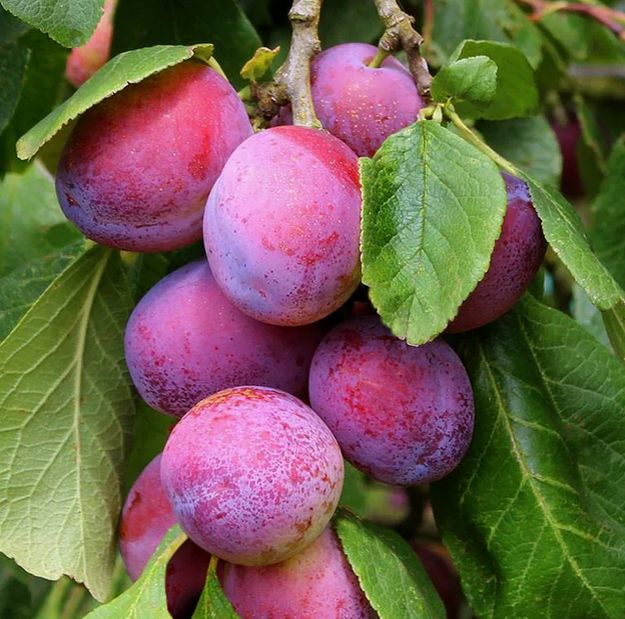 ������� ��������-��������: ��� ��������� ������ ������� � ��� ����