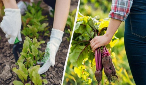 ��� ���������� �������� ���� ������� ������� ������ �������