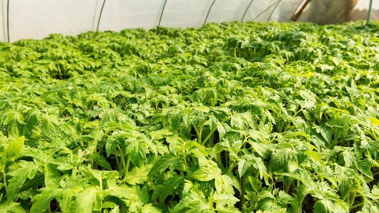 Оптимальная схема посадки томатов в теплице