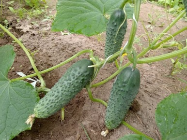 ������ �� ����: ��� ����� ������ �� ��� ������