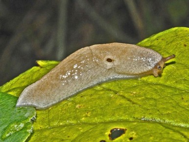 ��� ������ �������� ������ ������?