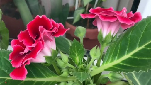 ��� ������� ����������� ��������� � ����: ��� ������� ����