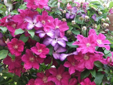 ��� �������� ������������� �������� ����������: ������� � ������������