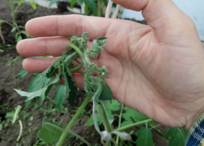 ������ ������������ �������� ������� � ��� ��� ���������