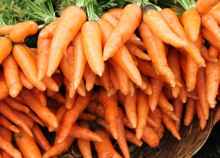 Советы по поливу моркови в августе: как сохранить урожай