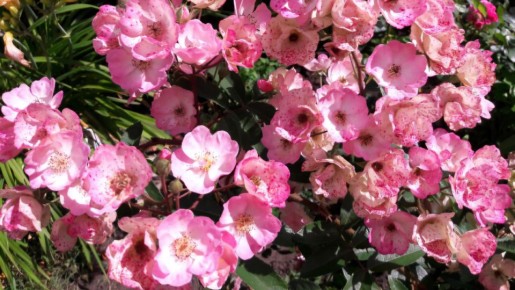 Роза, которая не требует забот: знакомьтесь с Алден Бизен