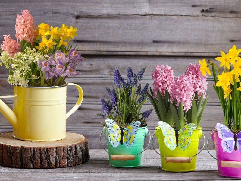Как вырастить радость: выгонка луковичных цветов к праздникам