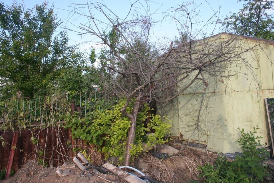 Как превратить дикий участок в цветущий сад: советы для начинающих садоводов