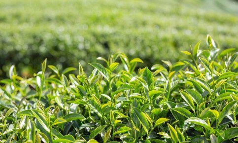 ����������� ������������ ���: ������ ������ �� �����������