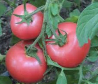 ����� ���� ����: ������� ��������� �����������