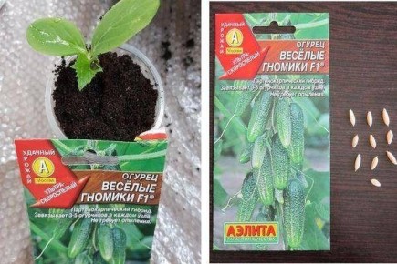 Пошаговая инструкция по посадке огурцов сорта Весёлые гномики