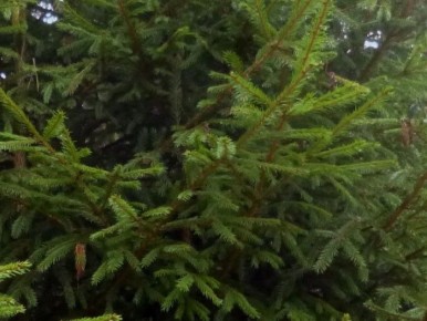 Еловая хвоя и молодые побеги