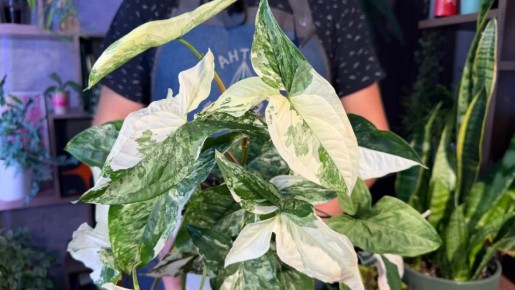 ��� ������� � ����� ���� ������� �������� ������� ��������