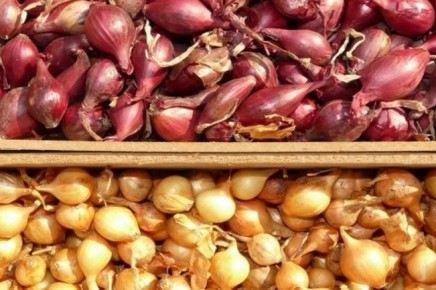 Лук-севок: как выбрать и что сделать, чтобы урожай порадовал