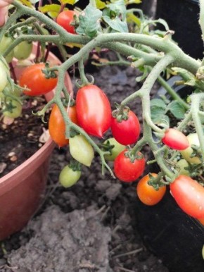 ����� ��������� ��������: ���������� ���������� ���� � ������������� �������