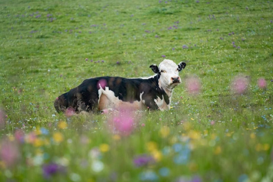 � 2025 ���� ��������� ���������� ��������� ���� � ���������������� ���������