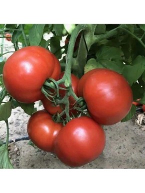 ����� �������: ���������� ����������� ����������� � ����� � �������