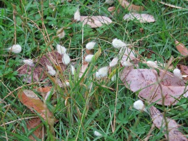 Лагурус в контейнерном посеве ранний всход и спокойное цветение в саду