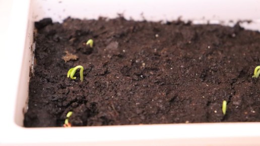 Лунный календарь посадки перца на рассаду в феврале и простая логика ухода