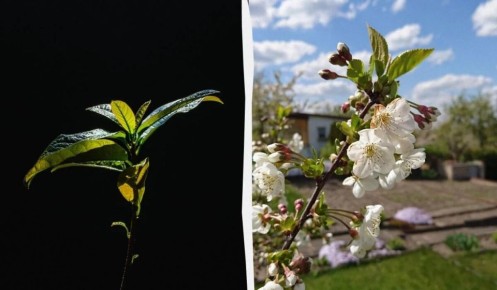 Четыре дерева?охранника: что посадить в саду этой весной, чтобы защитить дом