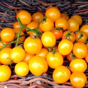 Голден Сан: солнечные плоды и спокойное выращивание крупноплодного гибрида