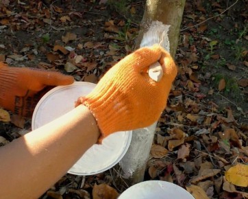 Точное окно побелки деревьев и зачем оно вам нужно