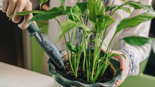 ��� �������� �������� ����� �� ���������� �����: ��� ������ ����� ������� ������ ������� ��������