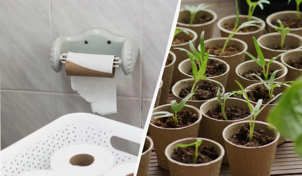 Эффективное решение для рассады: утиль вместо покупного