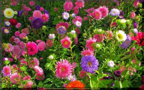 Как правильно выращивать астру: два метода для пышного цветения