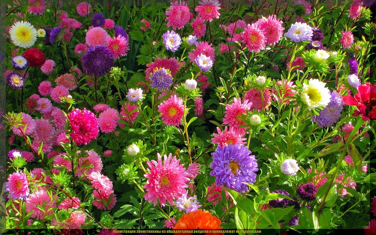 Как правильно выращивать астру: два метода для пышного цветения