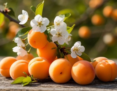 ������ ��� ������� �� ������: �������� �������