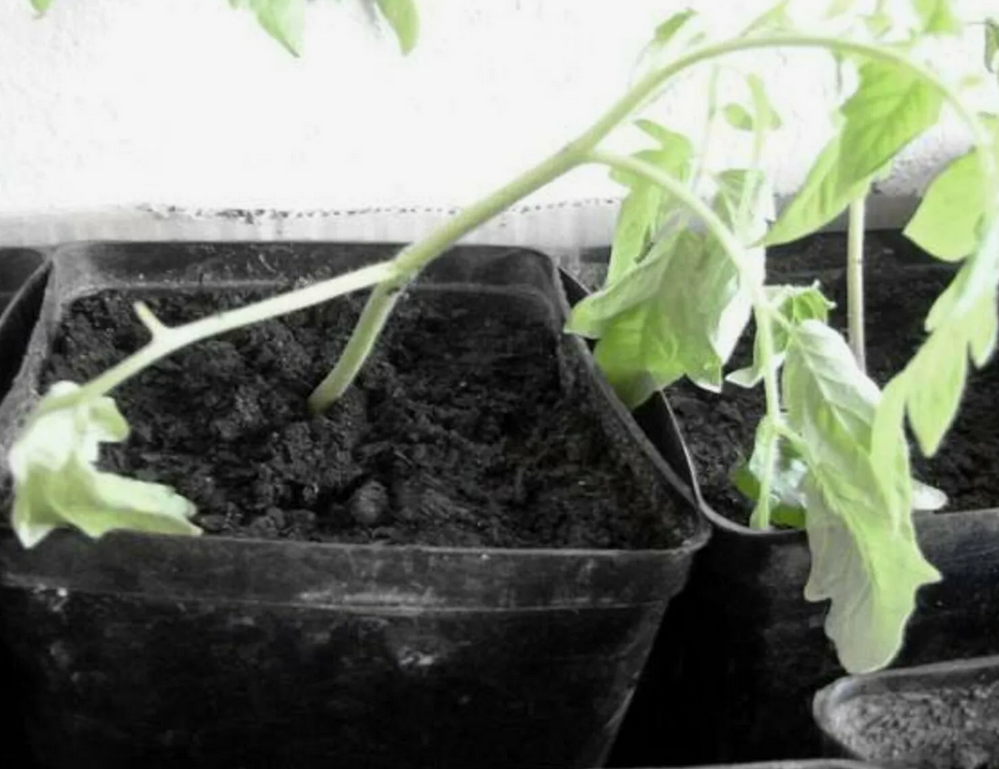 Как не погубить рассаду: топ-2 ошибки, которые совершают садоводы в марте и апреле