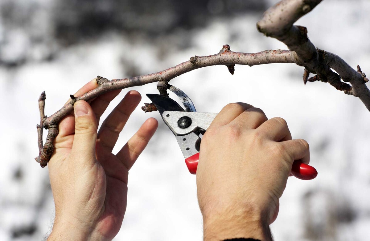 Правильная обрезка плодовых деревьев в феврале: секреты успеха
