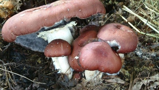 Кольцевик: новый тренд на дачах Хабаровска