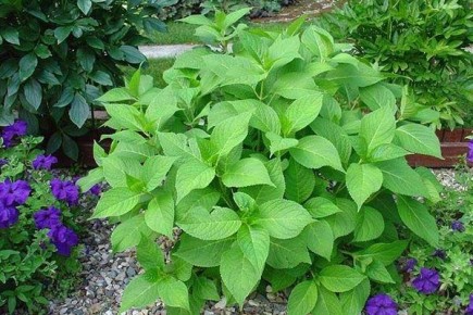 ������ ���� ��������� �� ������: �������� ������� � ������� �������