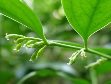 ��� �������� ������� � ������ ���: ������������ �������� ����������